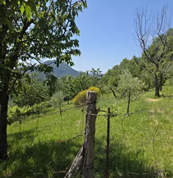 Foto annuncio 9
