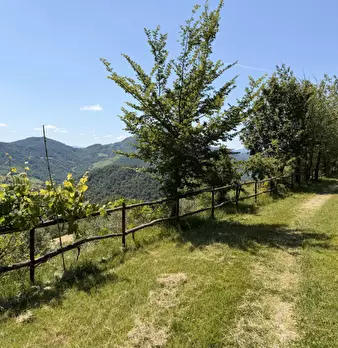 Foto annuncio 43