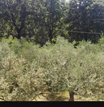Foto annuncio 30