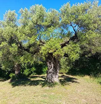 Foto annuncio 1