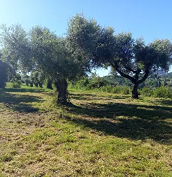 Foto annuncio 4