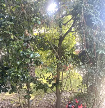 Foto annuncio 8