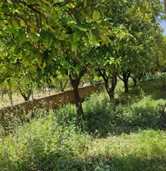 Foto annuncio 15
