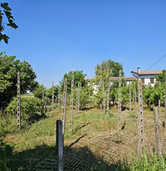 Foto annuncio 7