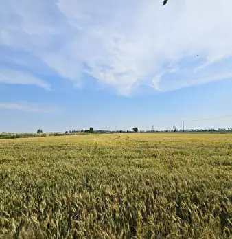 Foto annuncio 6