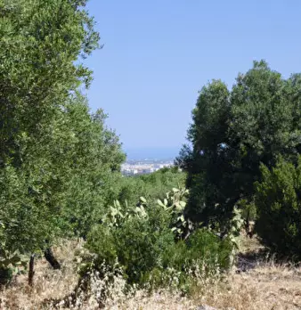 Foto annuncio 9