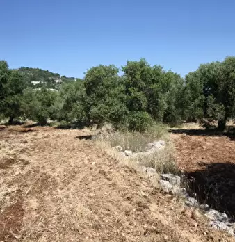 Foto annuncio 10