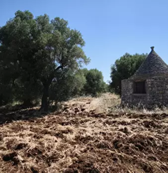 Foto annuncio 19