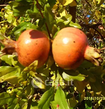 Foto annuncio 10