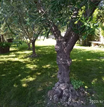 Foto annuncio 7