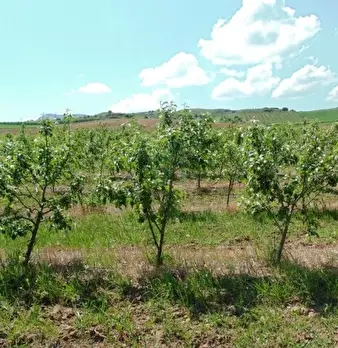 Foto annuncio 11