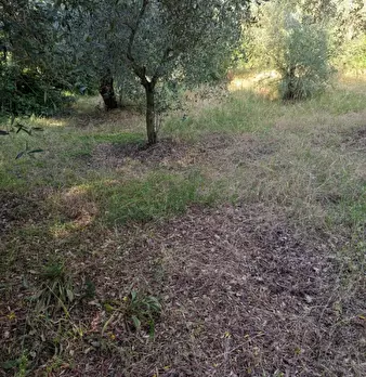 Foto annuncio 7