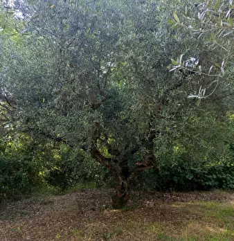 Foto annuncio 8
