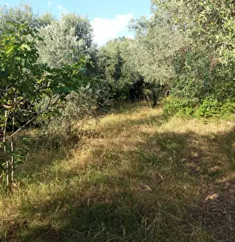 Foto annuncio 9