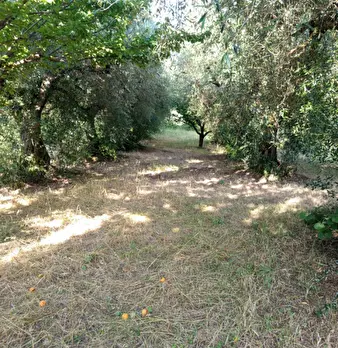 Foto annuncio 11