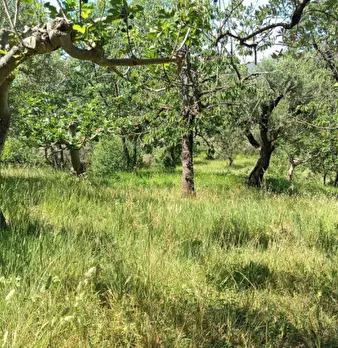 Foto annuncio 10