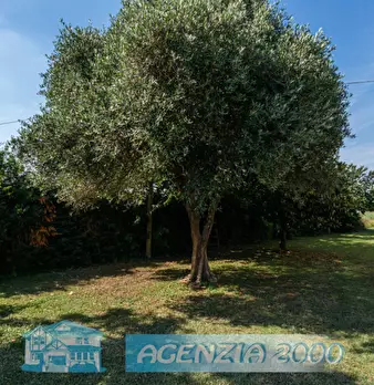 Foto annuncio 50