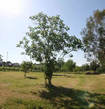 Foto annuncio 25