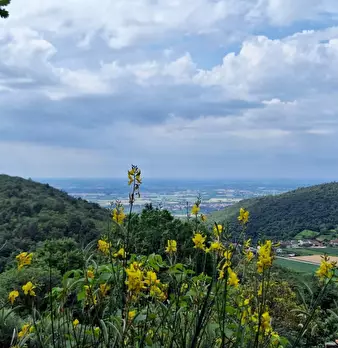 Foto annuncio 11