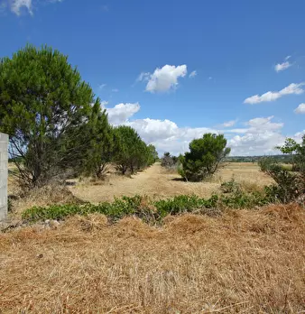 Foto annuncio 10