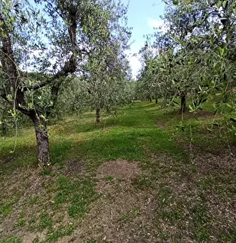 Foto annuncio 11