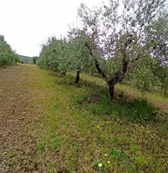 Foto annuncio 12