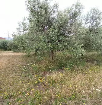 Foto annuncio 5