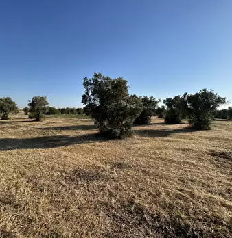 Foto annuncio 11