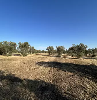 Foto annuncio 18