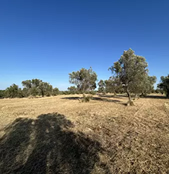 Foto annuncio 19