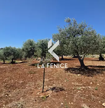 Foto annuncio 12