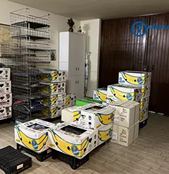 Foto annuncio 31