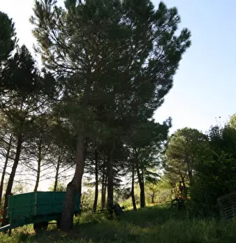 Foto annuncio 21