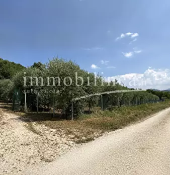 Foto annuncio 8