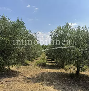 Foto annuncio 15