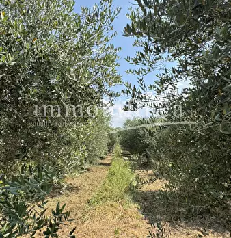 Foto annuncio 17
