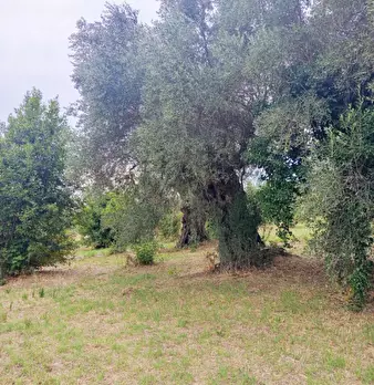 Foto annuncio 8