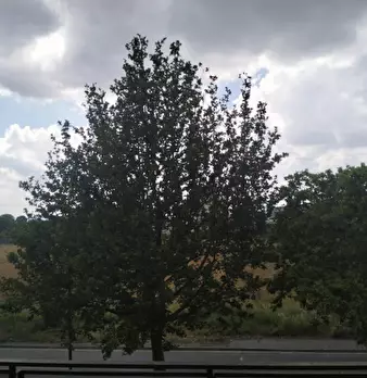 Foto annuncio 8