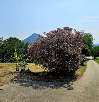 Foto annuncio 7