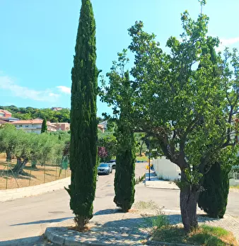 Foto annuncio 54