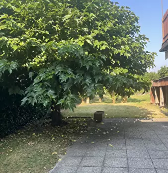 Foto annuncio 5