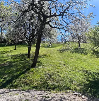 Foto annuncio 7