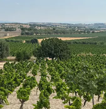 Foto annuncio 28