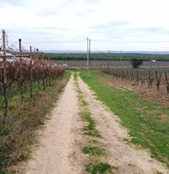 Foto annuncio 2