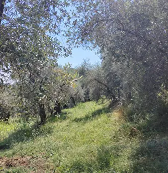 Foto annuncio 7