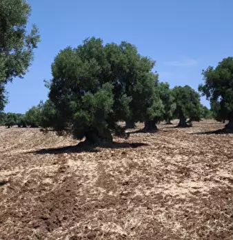 Foto annuncio 6