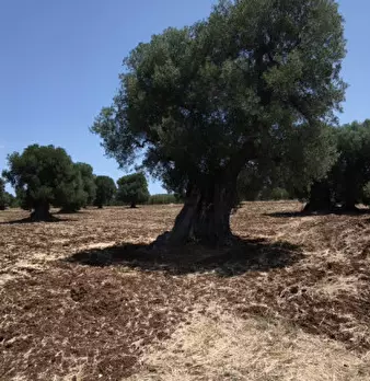 Foto annuncio 7