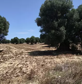 Foto annuncio 8