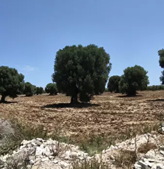 Foto annuncio 9