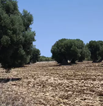Foto annuncio 10
